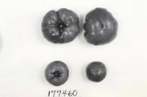 Click for 1 image(s) for this accession. FRUIT